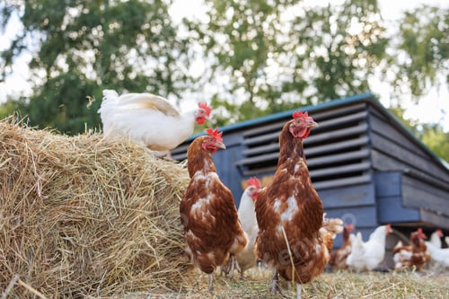 Preview: Brown hen pecking at feed in sunny farm yard, free range chickens on eco farm
