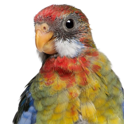 Preview: Eastern Rosella, Platycercus eximius, 5 weeks old, in front of white background