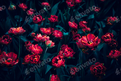 Preview: Flowerbeds of blossoming tulips