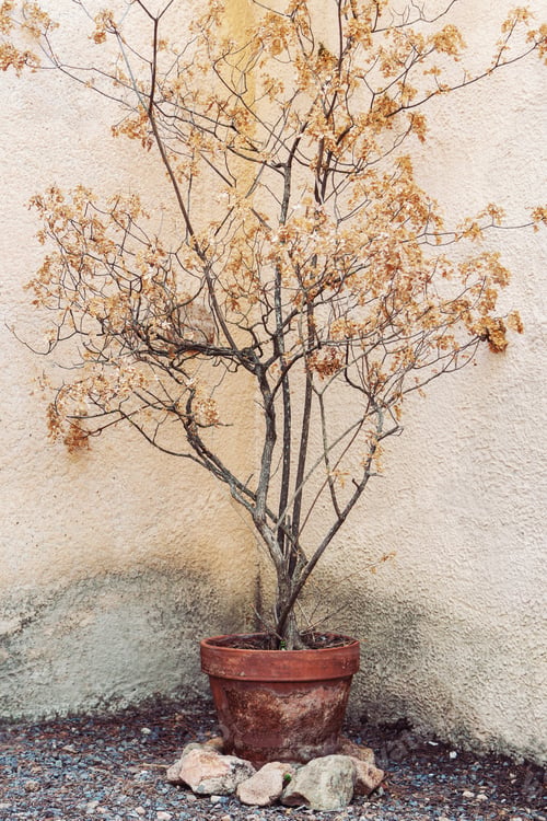 Preview: Dry tree in flower pot