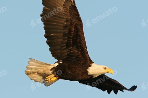 Preview: eagle, bald, us