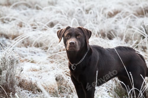 Preview: cute brown labrador dog on frosted meadow