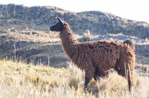 Preview: Llama