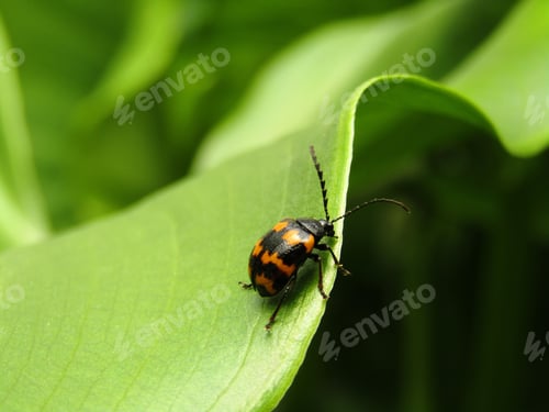 Preview: Closeup shot of the Japanese knotweed leaf beetle (Gallerucida bifasciata) resting on the green leaf