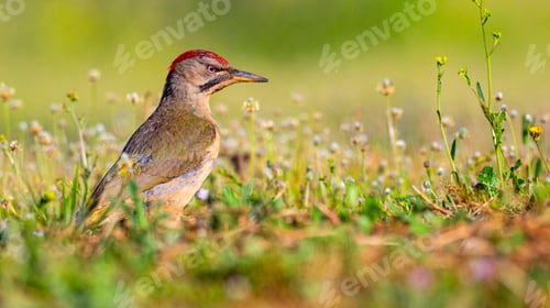 Preview: European Green Woodpecker, Spain