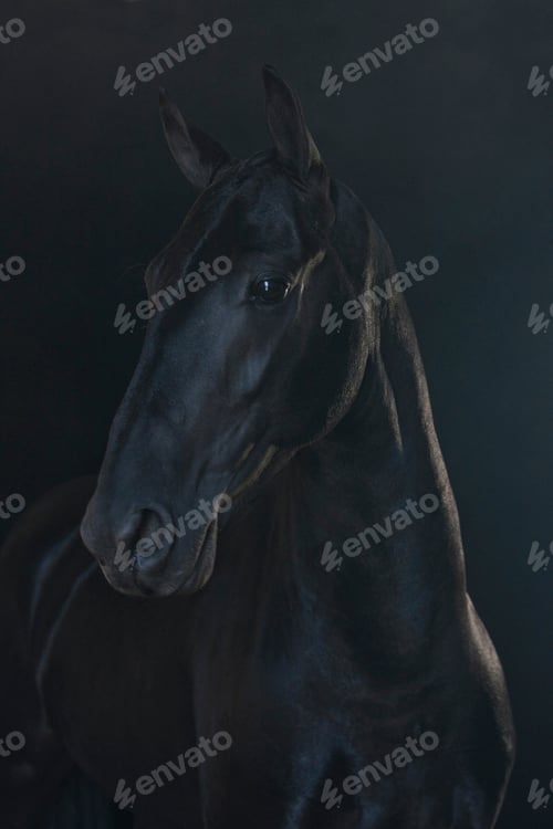 Preview: Black horse muzzle in foggy landscape