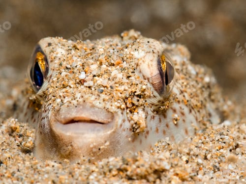 Preview: Cute pufferfish hiding in the sand