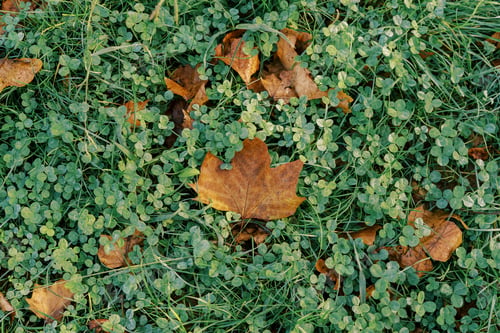 Preview: Fallen dry maple leaves on green clover grass