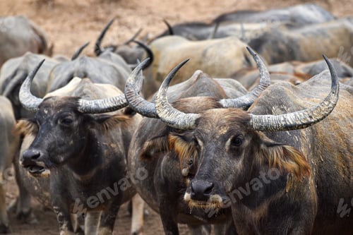 Preview: close up image of Water Buffalo