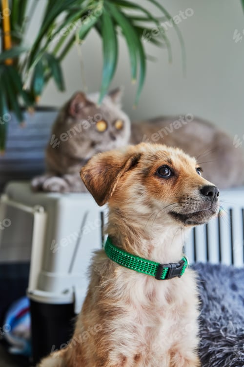 Preview: A cute white ginger puppy is sitting on its bed and a British cat in the back out of focus