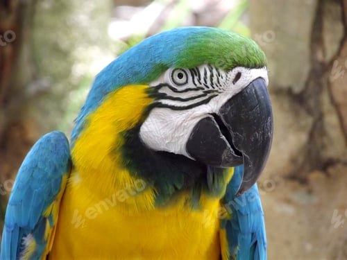 Preview: Blue and gold macaw parrot from South America
