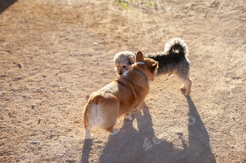 Preview: two dogs walking in the park sniffing each other getting acquainted. dog park walk in summer at sun