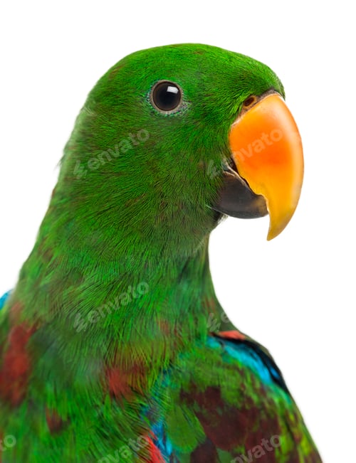 Preview: Close-up of a Male Hybrid Eclectus parrot (7 months old) isolated on white