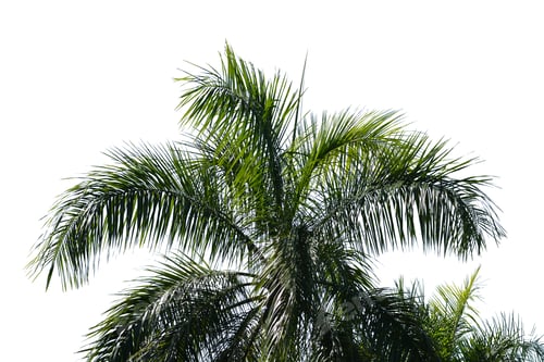 Tree isolated on white background.