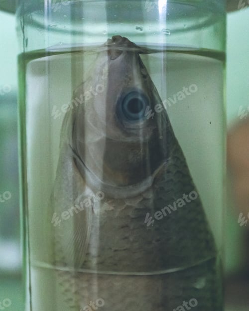 Preview: Preserved dead fish....