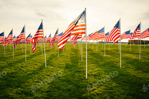 Preview: American Flags Stand Tall on Grassy Field