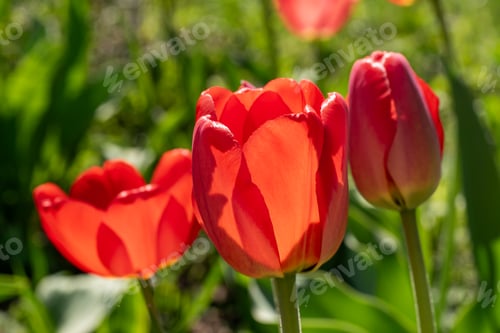 Preview: flower bed with flowering tulips flowers for the garden. horticulture and floriculture