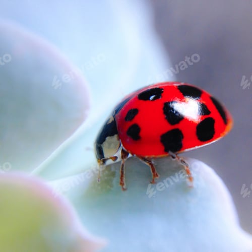 Preview: Macro shot of a Ladybug on a succulent plant