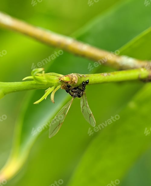 Preview: Closeup of a black ant carrying an insect carcass on a tree