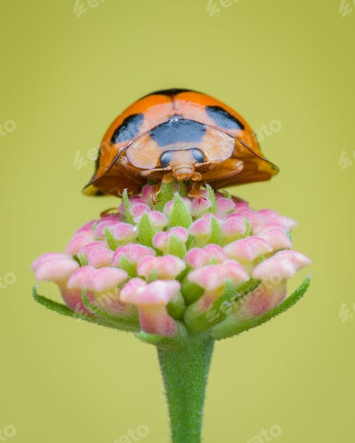 Preview: beautiful ladybug on a flower