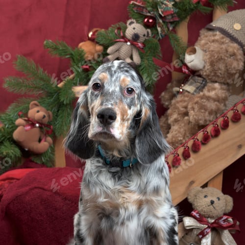 Preview: English setter in Christmas decoration