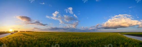 Preview: Wheat field landscape with path before the sunset time