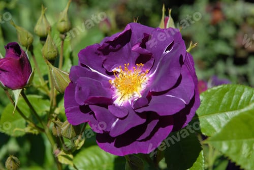 Preview: English Shrub Rose, Rhapsody in Blue