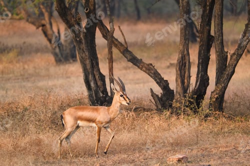 Preview: Indian bennetti gazelle or chinkara in Rathnambore National Park, Rajasthan, India
