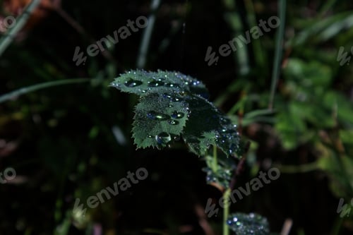 Preview: Drops of morning dew on green leaves of a plant close-up