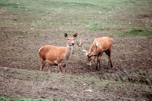 Preview: A a herd of european red deers with a majestic stag in the nature habitat. Cervus elaphus.