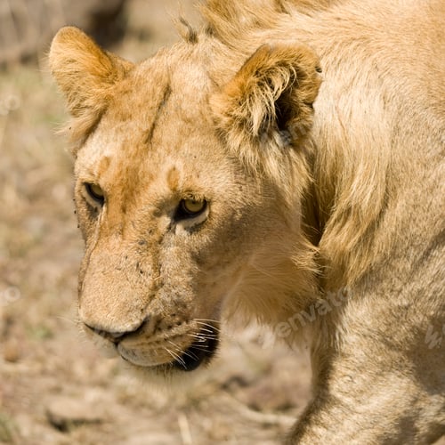 Preview: Lion Masai mara Kenya