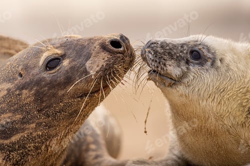 Preview: Seal, Norfolk, January 2024
