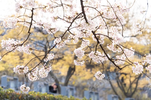 Preview: Blossom trees in a sunny outdoor setting
