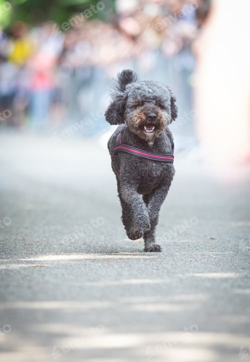 Preview: cute dog running at dog speed race