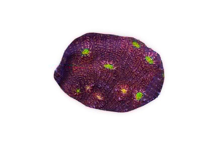 Preview: LPS Chalice Coral: Neon Eye Variation