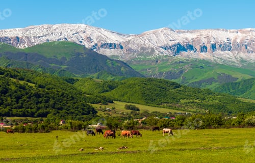 Preview: A herd of cows and sheep grazes on a green meadow in the mountains