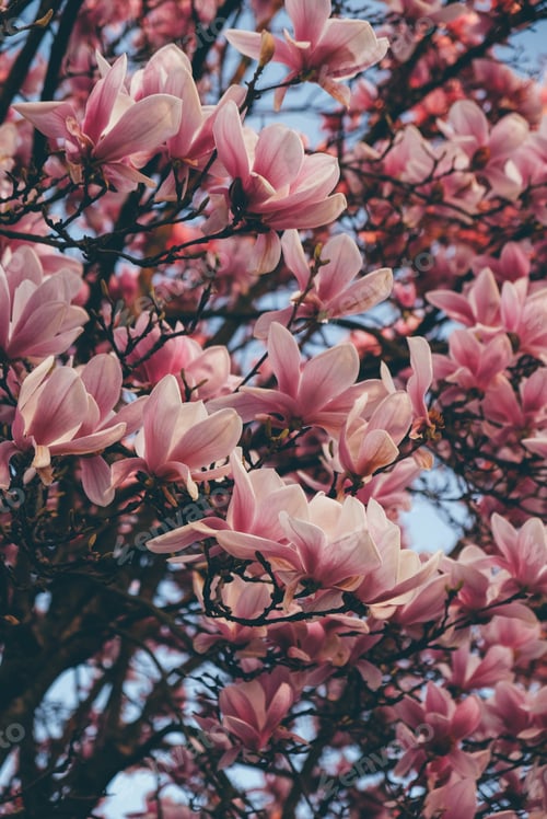 Preview: Pink magnolia tree in bloom, close up.