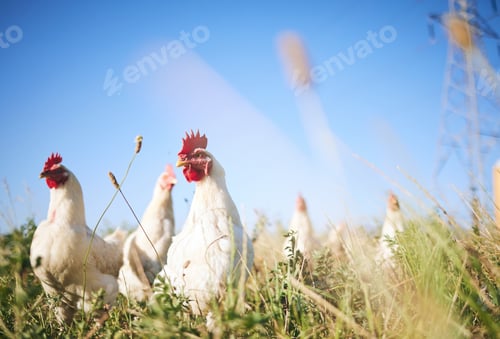 Preview: Field, farming and chickens in grass with blue sky in green countryside, free range agriculture and