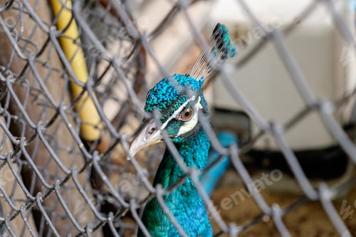 Preview: Close up head of peacock
