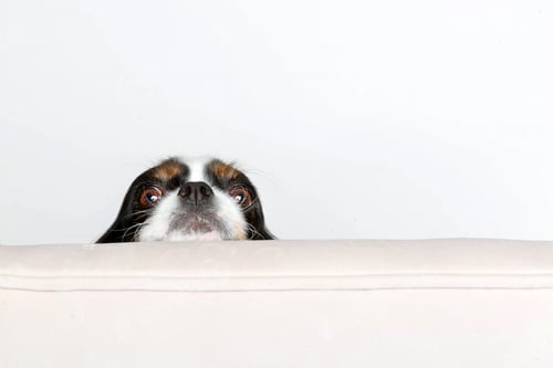Preview: Dog leans head on the armchair