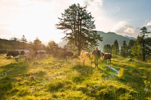 Preview: Austria, Salzburg County, Woman and farmer walking in alpine meadow with cows