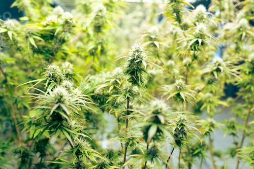 Preview: Green house and harvesting of cannabis weed hemp plants cultivation of marijuana farm laboratory