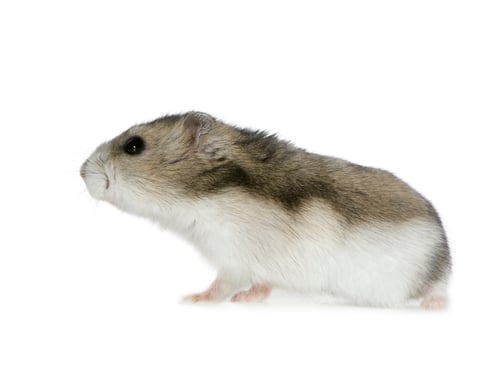 Preview: Hamster