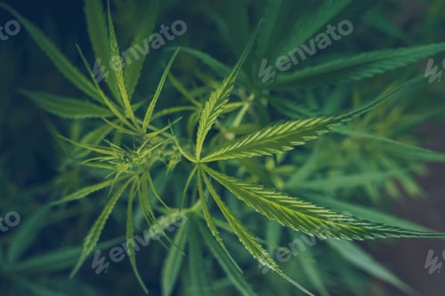 Preview: Green Marijuana tree cannabis plant narcotic herbal in greenhouse.