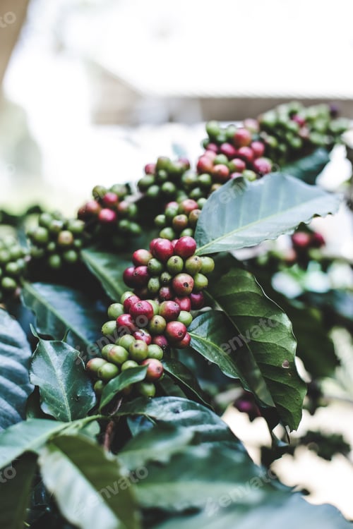 Preview: Coffee berry ripening