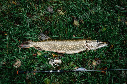 Preview: Great catch, pike with spinning lies on grass. fish, spoon. perch on hooks. fishing bait. close up