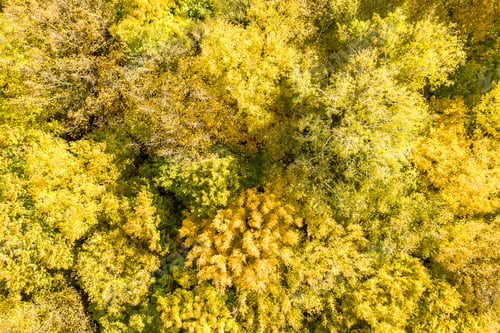 Preview: Top down aerial view of green and yellow canopies in autumn forest with many fresh trees.