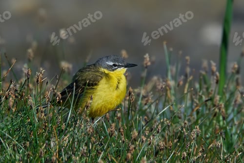 Preview: Western yellow wagtail (Motacilla flava)