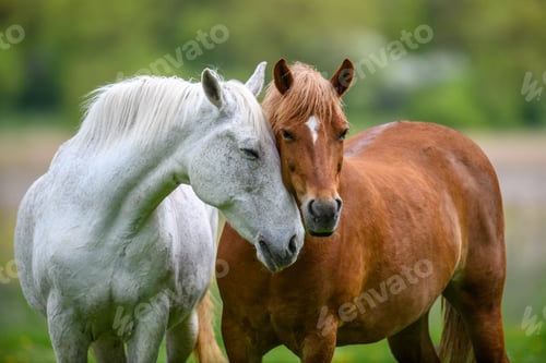 Preview: Two horses embracing in friendship