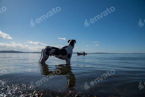 Preview: Harlequin great dane dog wading off shore watching a canoe paddle by.